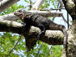 wild large iguana in a tree