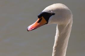 graceful white swan head