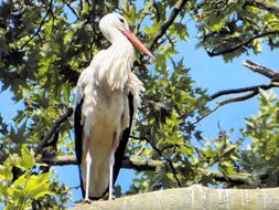 white stork in Morocco