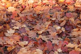 Autumn dry leaves on the ground