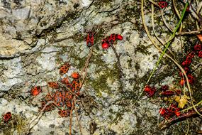 red Bug or Gendarme Insect
