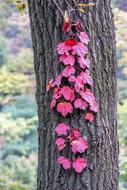 Korea Leaves in Autumn