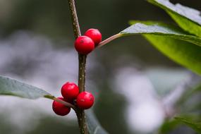 Red Korea Nature