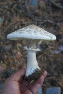 Mushroom Macrolepiota Fungi