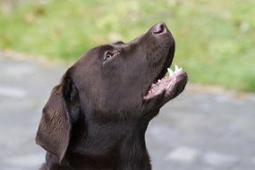 gorgeous Dog Labrador Retriever