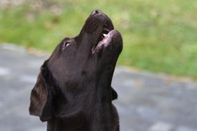incredible Dog Brown Animal