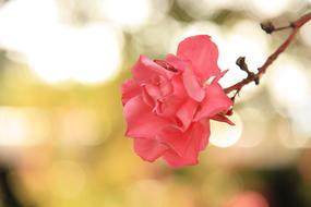 Flower Pink Nature