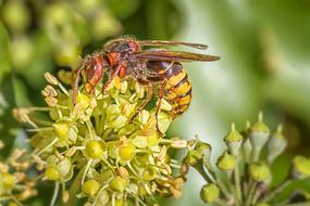 enchanting Hornet Insect