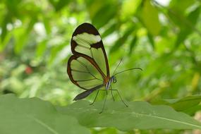 Glass Wing Butterfly Insect on leaf