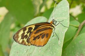 gorgeous Butterfly Brown-Yellow Insect