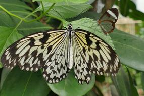 amazing Butterfly Two Insect