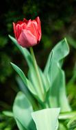 Tulip Red Nature