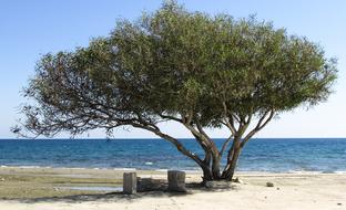 Tree Beach Seaside