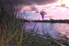 geese over water in a swamp at dusk