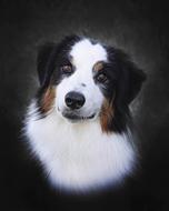 gorgeous dog pet animal friend nature