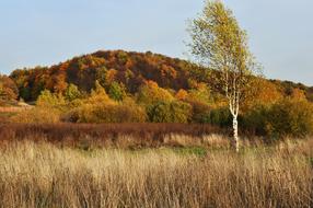 landscape of Autumn Forest Nature