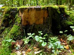 mossy Tree Stump in Forest