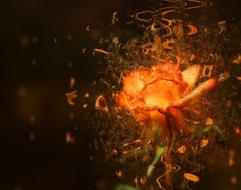 rose flower plant blasted nature