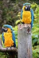 Beautiful and colorful macaw parrots on the wood, among the colorful plants