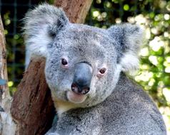 gorgeous Koala Bear Cute