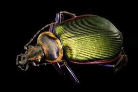 Ground Beetle Insect