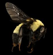 macro picture of the Bumblebee Insect