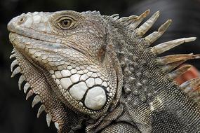 Iguana Portrait Profile