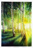 white birch baekjunseung landscape