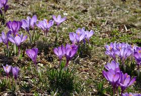 Crocus Purple Violet