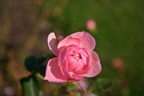 Rosebud Pink Plant