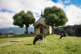 Chapel Trees Landscape