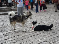 Huskies Lijiang