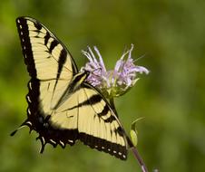 yellow and black eastern tiger swallowtail in wildlife