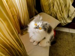 grey and white Persian cat