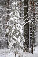 Winter Forest Snow