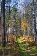 Road Autumn Landscape