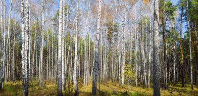 autumn birch forest, Russia