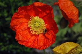 Botanical Flora Flower