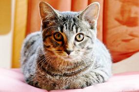 tabby cat lies on the bed