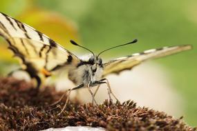 Butterfly Swallow Tailed Moth