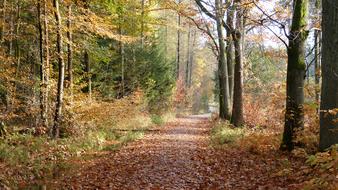 Autumn Nature Fall Forest