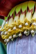 Banana Shrub Blossom Bloom