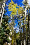 Aspen Colorado Mountains Quaking