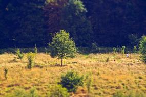 Trees in Forest Nature