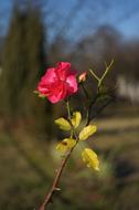 Autumn flower in front of the house