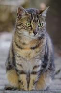 tabby cat with bulging eyes