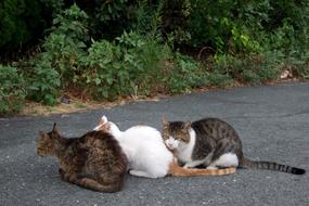 Three Cats Felines Looking