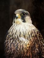 portrait of predator bird at dark background