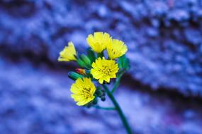 yellow flowers on a purple wall background