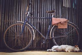 dog sleeping near the bike in the countryside